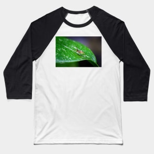 A gorgeous metallic jumper (Siler semiglaucus) saying hi from a Monstera Thai constellation! It's also know as colorful jumping spider and jade jumping spider Baseball T-Shirt